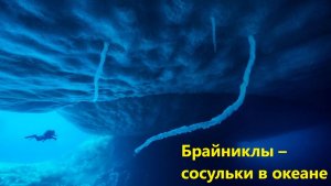 Брайниклы – сосульки в океане