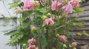 Моя аквилегия "Райские птицы" и другие сорта.