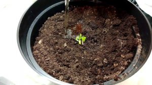 Перевалка рассады томата Балконное чудо!