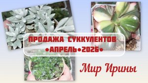ПРОДАЖА СУККУЛЕНТОВ ●АПРЕЛЬ●2026●