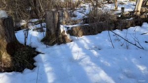 Весна пришла, лес просыпается.