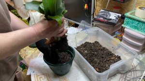 18-03-2026.  Пересадка платицериума .