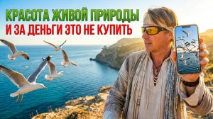 ПОКАЗЫВАЮ МОРСКИХ ЧАЕК