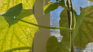 ДОМАШНИЙ ОГУРЕЦ - ЭТО ВОЗМОЖНО