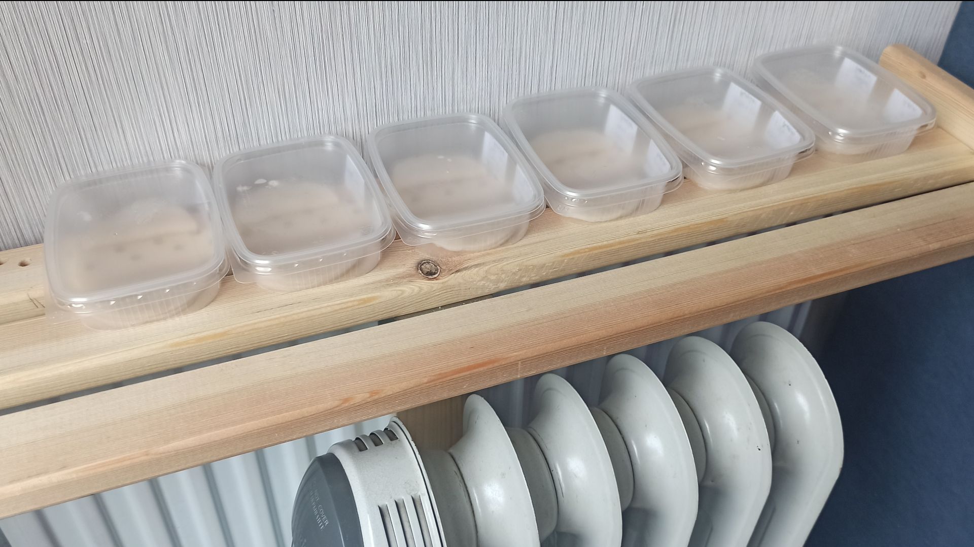 Замачивание семян перца в новом растворе! Что будет в 2026 г. не знаю!