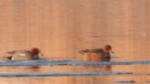 Прилет птиц весной в Великий Новгород, 18 марта 2026, Свиязь