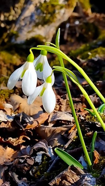 Подснежники в лесу в горах. Март2026.