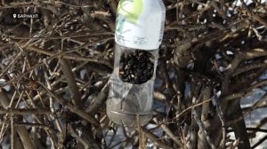 Ученые начинают ежегодную перепись воробьев к Международному дню птицы