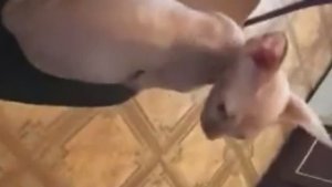 Сфинкс Добби