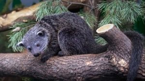 Папа бинтуронгов раскаялся и пустил детей в свой домик.