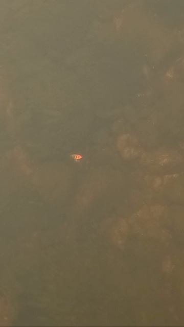 Блесна со дна реки