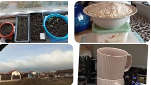 Наш мини огород. Забрали ленту на выпускной.