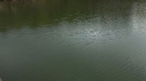 Оюна Боваева: поездка в Нальчик и Владикавказ