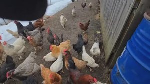 Сельчанка  / НЕТУ ВРЕМЕНИ НА ОТДЫХ