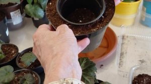 Бегония из семян: третья пересадка