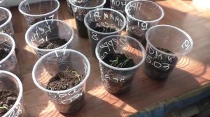 Работы с рассадой помидоров после всходов