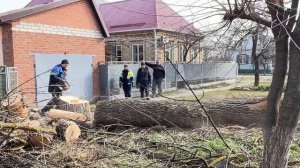 Рубка деревьев