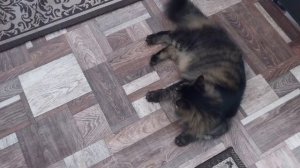 ✅️Обычная среда и побалтушки.