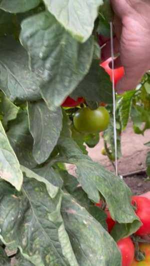 Очень урожайный томат - Екатерина Великая