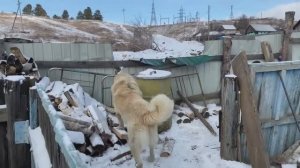 Обожаю своих собачек