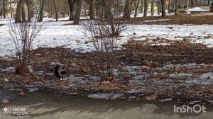 ФРАГМЕНТ ПРОГУЛКИ ПО ВЕСЕННЕМУ ПАРКУ 18-03-2026