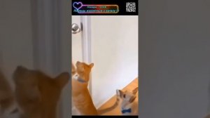 ВЕСЕЛО СМЕШНО