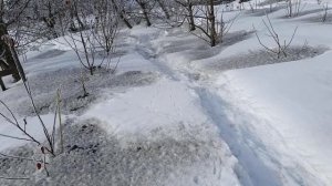 Агрономия наука точная, или домыслы о закаливании.