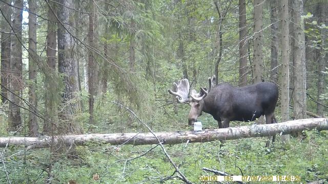 Рогатый великан: жизнь дикого лося в лесной чаще часть 1