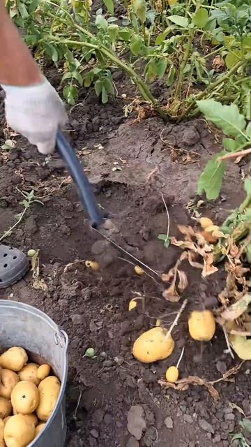 Дед и внук копают картофель смотреть онлайн