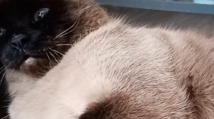 Звездун  Барс и милахи попугаи!