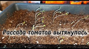 Рассада томатов вытянулась.Не расстраиваемся! Всё поправимо. Новые всходы.