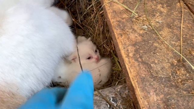 ПОПОЛНЕНИЕ в Ильинском Подворье