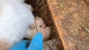 ПОПОЛНЕНИЕ в Ильинском Подворье