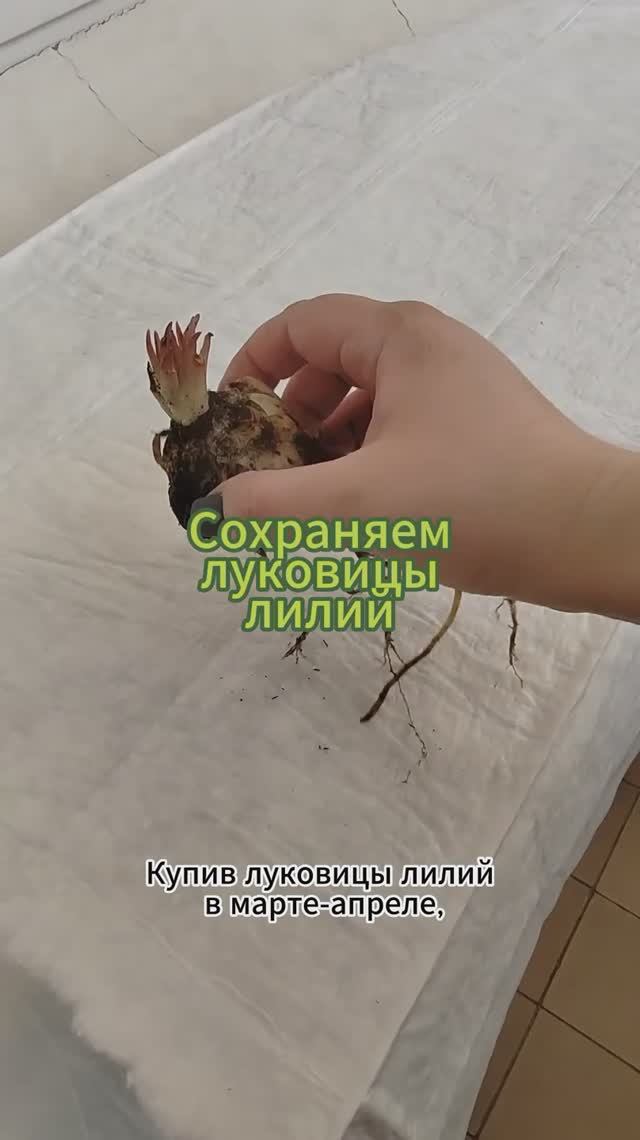 Как спасти луковицы лилий перед посадкой #лилии #цветы