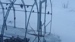 Подкармливаю птиц, 18 марта 2026 год.