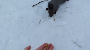 Амурская белка