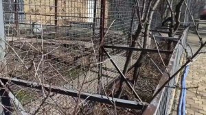 Какие же они забавные 🤣 Парк Тайган сегодня #тайган #крым .mp4