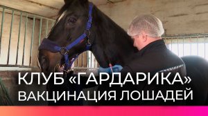 Специалисты ветстанций провели вакцинацию подопечных из конного клуба «Гардарика»