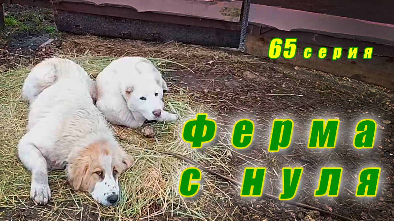 Возвращение блудного пса, укрощение строптивой, осенние дожди, Ферма с нуля, серия 65