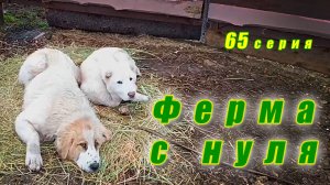 Возвращение блудного пса, укрощение строптивой, осенние дожди, Ферма с нуля, серия 65