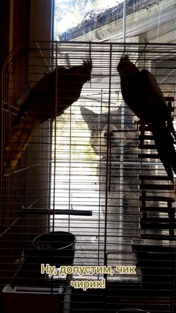 Финно-угорский Арзук, собака воплощающая мечты.mp4