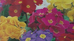 Первые всходы примулы на рассаду