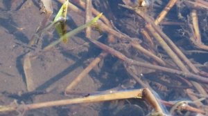 Подводный мир Ижоры.