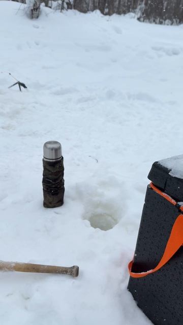 Птичка прилетела на перекус