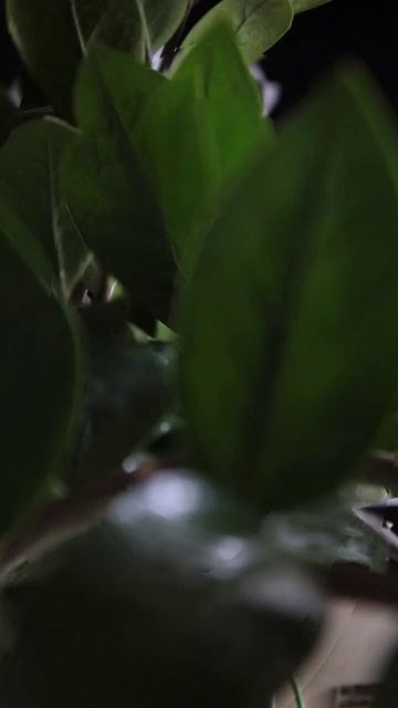 Мыло аюрведическое ручной работы. Сделано с любовью.