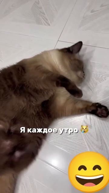 Работящий кот🤣 смотреть онлайн