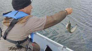 Сомик р. Цна с. Куксово