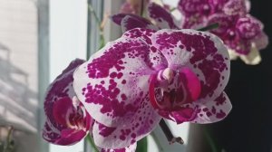 Красота на западном окне. Пеларгонии,бегонии, плектрантусы, колеусы. С нетерпением жду сезон.