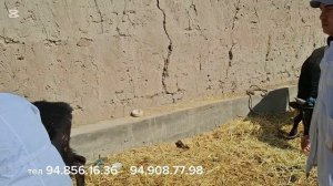 дерматитга карши эмлаш