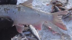 Пробурились в ручье лунки, а там ЧЕБАК